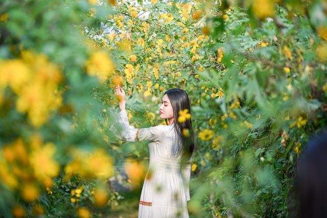 Hoa dã quỳ đẹp ngất ngây ngay giữa lòng Hà Nội Hoa dã quỳ đẹp ngất ngây ngay giữa lòng Hà Nội