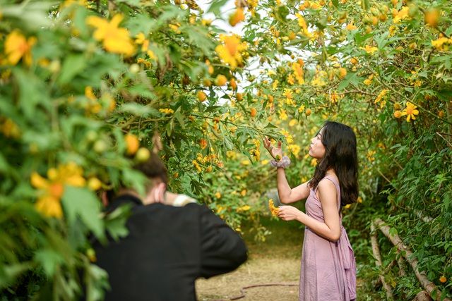 Hoa dã quỳ đẹp ngất ngây ngay giữa lòng Hà Nội Hoa dã quỳ đẹp ngất ngây ngay giữa lòng Hà Nội