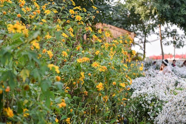 Hoa dã quỳ đẹp ngất ngây ngay giữa lòng Hà Nội Hoa dã quỳ đẹp ngất ngây ngay giữa lòng Hà Nội