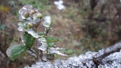 Dự báo thời tiết đêm nay và ngày mai (8-9/12): Bắc Bộ đêm mưa vài nơi, sáng sớm sương mù, trời rét và nắng; Nam Bộ ngày nắng