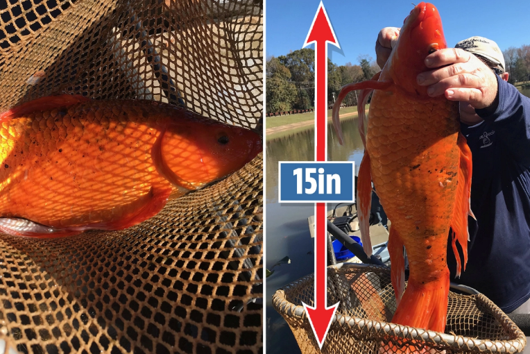 Mỹ phát hiện được cá vàng khổng lồ