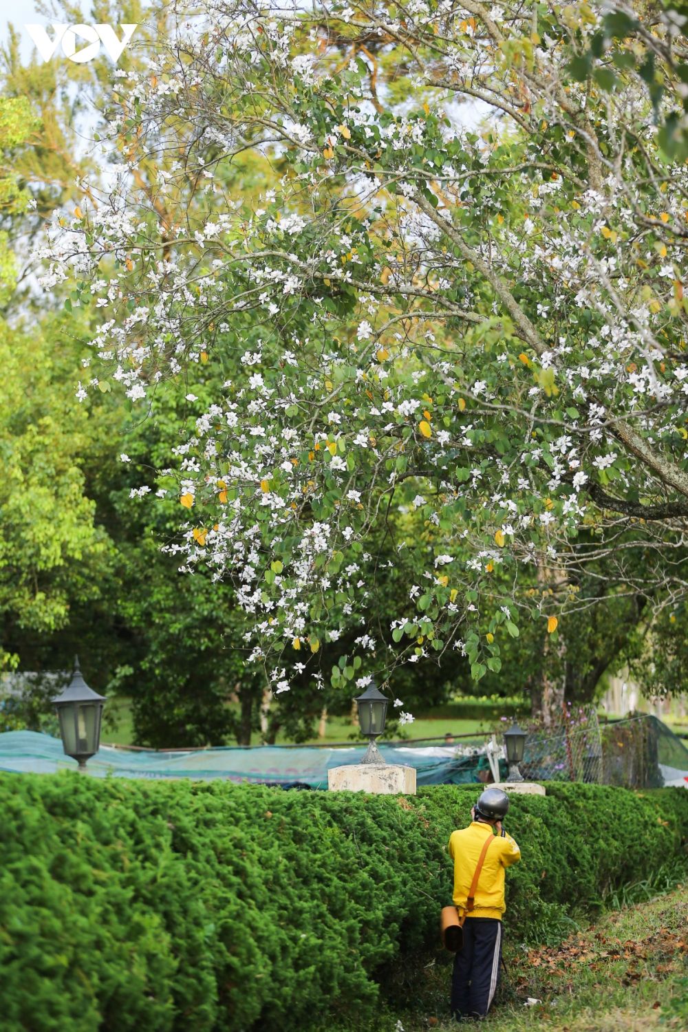 Ngắm hoa ban trắng Tây Bắc bung nở ở Đà Lạt