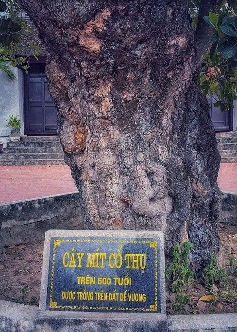Thân hình sù xì của cây mít cổ nhất Việt Nam, 500 năm tuổi