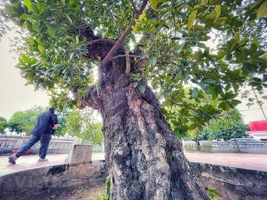 Thân hình sù xì của cây mít cổ nhất Việt Nam, 500 năm tuổi