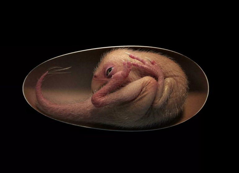 Hình dung của các nhà khoa học về khủng long Baby Yingliang cách đây 66 triệu năm. (Nguồn: France 24).