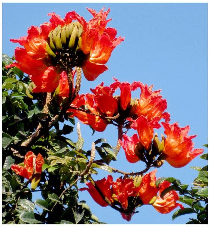 ruc ro sac xuan da lat