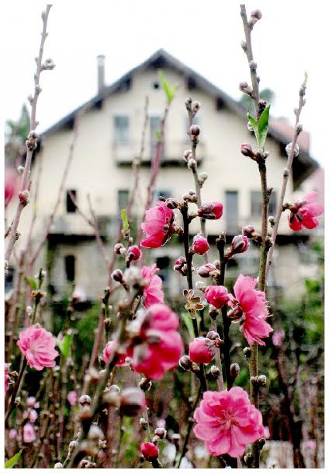 ruc ro sac xuan da lat