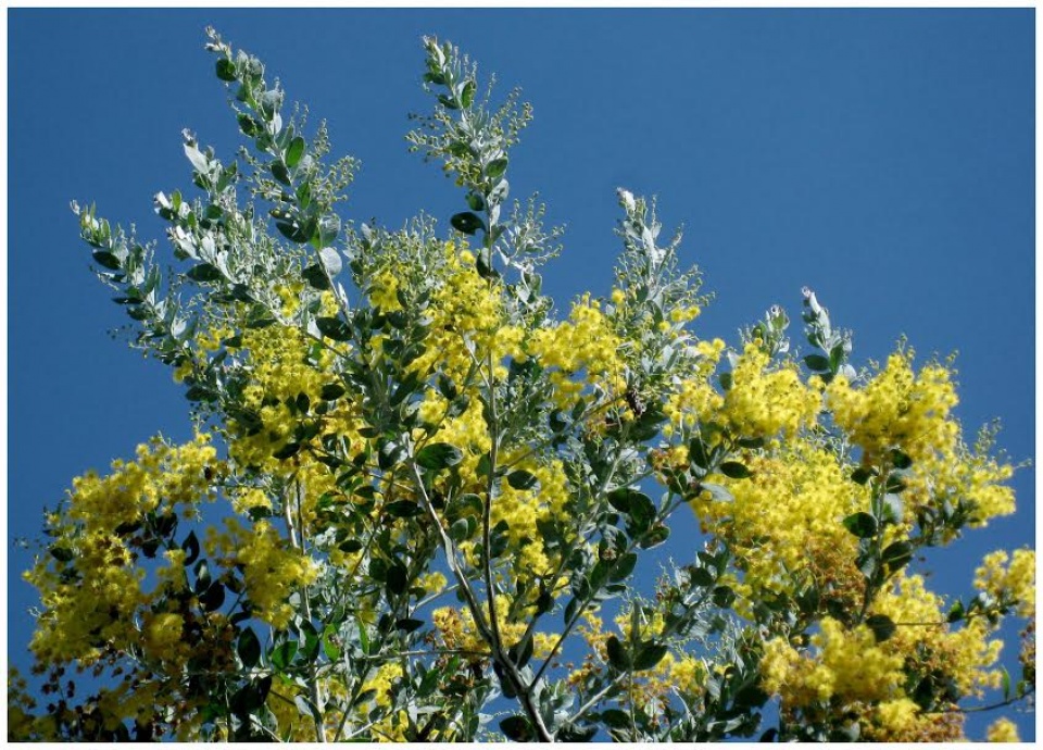 ruc ro sac xuan da lat