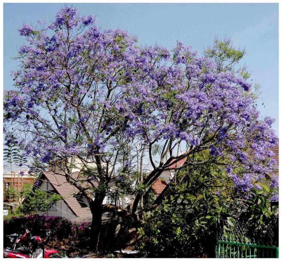 ruc ro sac xuan da lat