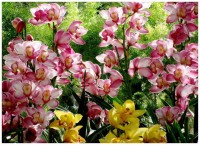 mua hoa phuong vi o thanh pho mang ten bac