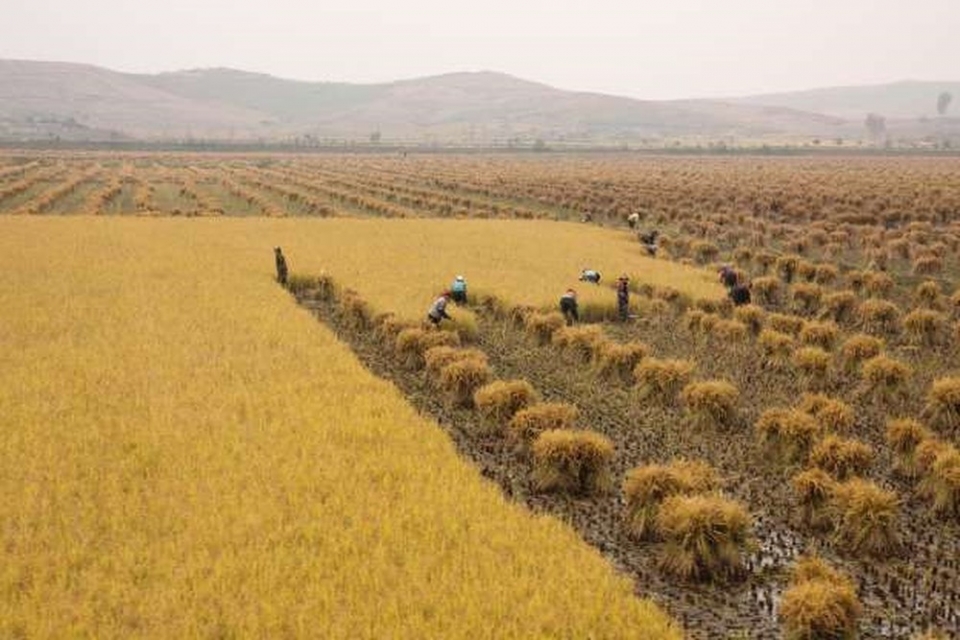 nha ngoai giao viet nam cung nuong do cung an voi nong dan trieu tien tren bo ruong