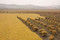 nga de nghi hdba lhq noi long va do bo mot so bien phap trung phat trieu tien