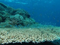 viet nam phan ung truoc lenh cam danh ca cua trung quoc tren bien dong