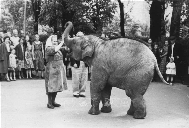 Chuyện hai chú voi Bác Hồ tặng Vườn bách thú Leningrad
