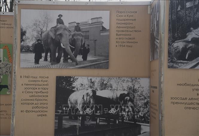 Chuyện hai chú voi Bác Hồ tặng Vườn bách thú Leningrad Chuyện hai chú voi Bác Hồ tặng Vườn bách thú Leningrad