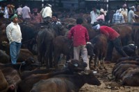 bo truong ngoai giao an do tham myanmar