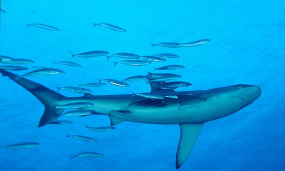 Hơn 90 nước cam kết đóng góp 5,3 tỷ USD bảo tồn sinh thái biển hon 90 nuoc cam ket dong gop 53 ty usd bao ton sinh thai bien