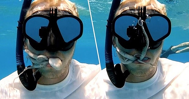 Nhầm tưởng là chỗ trú ẩn, bạch tuộc chui tọt vào miệng du khách nham tuong la cho tru an bach tuoc chui tot vao mieng du khach