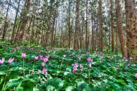 vung toi cua mat trang khong he toi