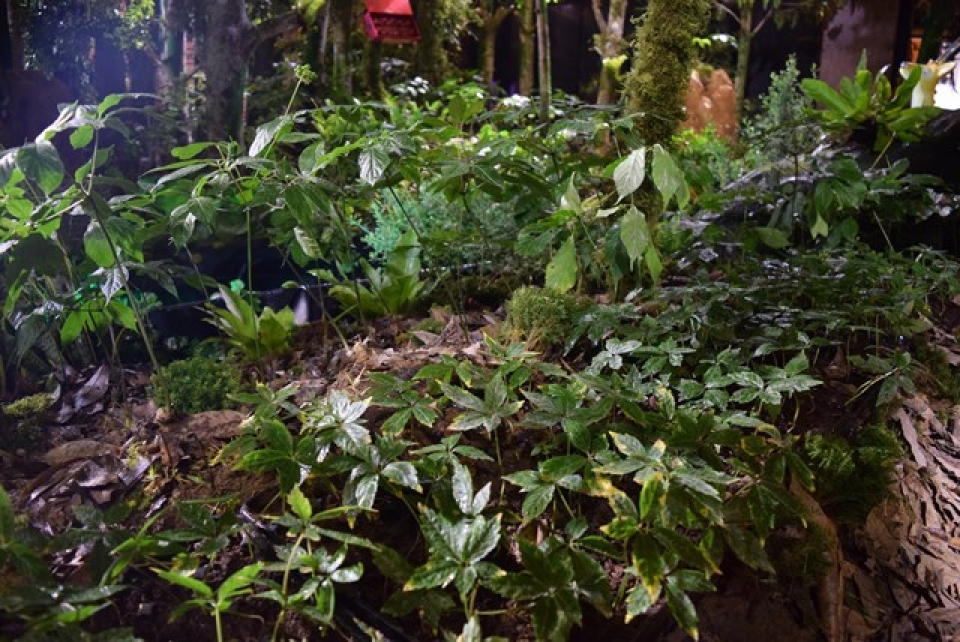 bau vat dai ngan se hien dien tai bao tang lich su quoc gia