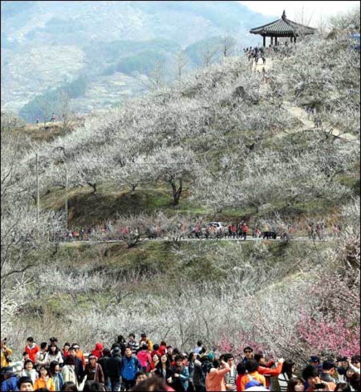 Rực rỡ tháng Ba! ruc ro thang ba