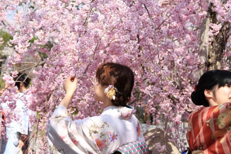 hoa anh da o sap no ta i ha no i