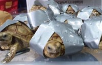 Philippines: Hơn 1500 cá thể rùa không có người nhận tại sân bay Manila