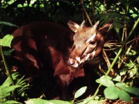 du lieu khoa hoc khong du de du doan nguy co tuyet chung cua dong vat