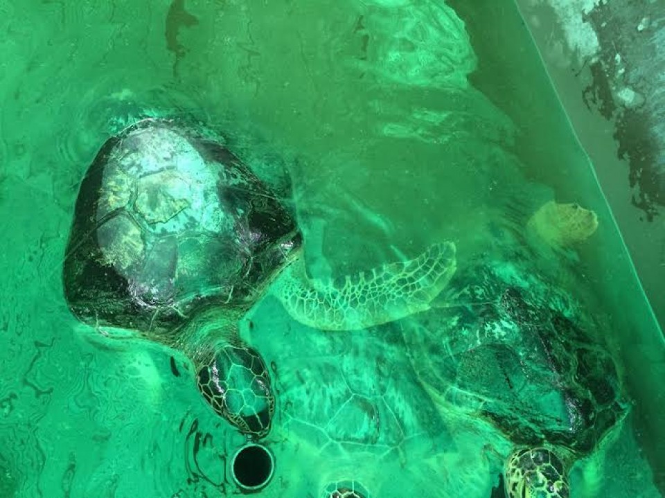 giai cuu 9 dong vat hoang da qui hiem