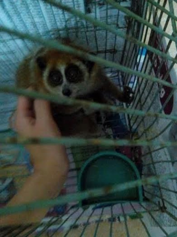 giai cuu 9 dong vat hoang da qui hiem