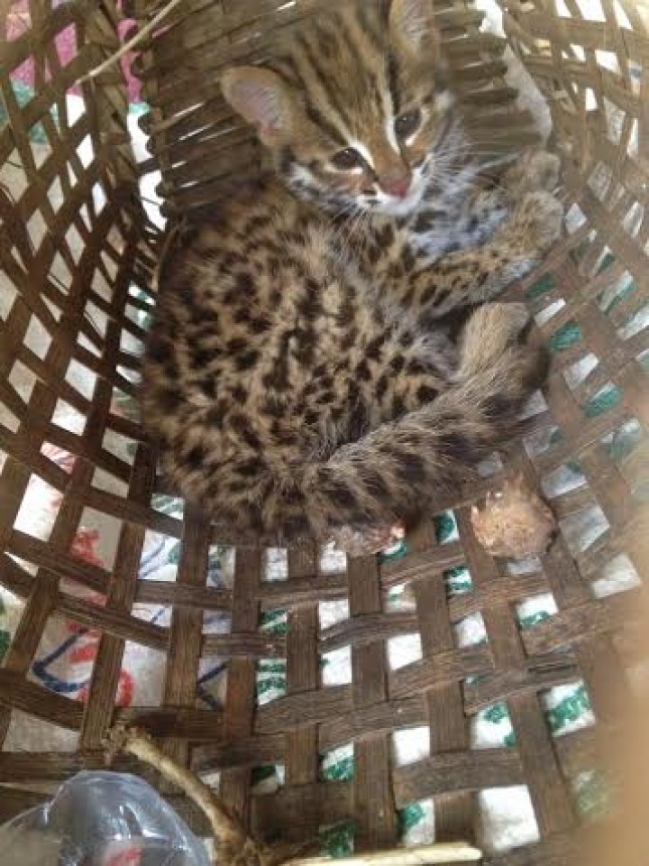 Vi phạm về động vật hoang dã trên mạng internet tăng nhanh vi pham ve dong vat hoang da tren mang internet tang nhanh