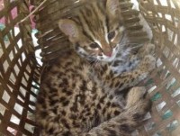 madagascar thu giu 260 rua con tai san bay quoc te