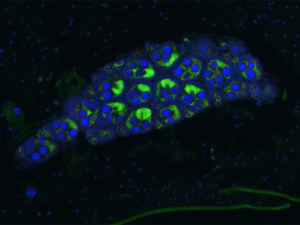 Vi khuẩn Wolbachia ngăn chặn sự lan truyền virus Zika vi khuan wolbachia ngan chan su lan truyen virus zika