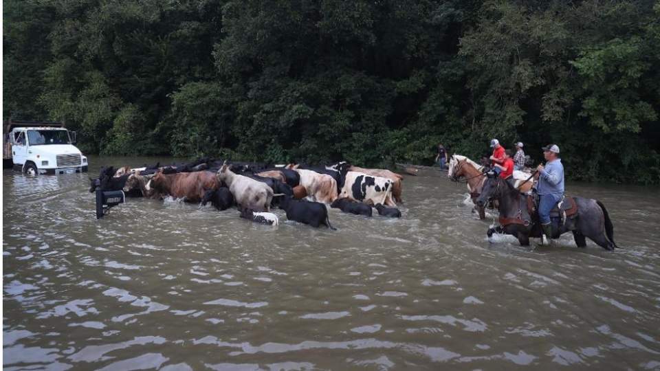 nguy co virus zika lan rong tai bo bien vung vinh