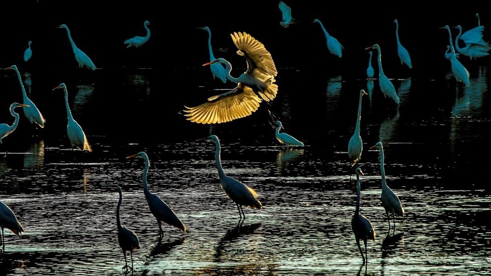 Ngắm những tác phẩm xuất sắc nhất cuộc thi ảnh 'Bảo tồn và sử dụng bền vững các vùng đất ngập nước của Việt Nam'