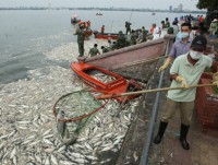 Gần 60 tấn cá chết ở Hồ Tây