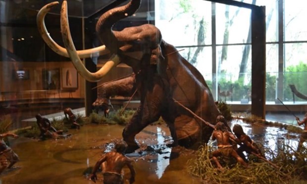 Mexico sẽ xây dựng Bảo tàng Voi ma mút trong sân bay quốc tế mới
