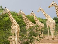 Hươu cao cổ tại châu Phi lần đầu đứng bên bờ vực tuyệt chủng