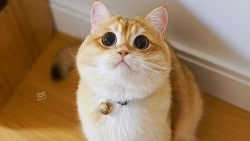 Chú mèo ở New York bỗng nổi tiếng nhờ ngoại hình 'ngôi sao'