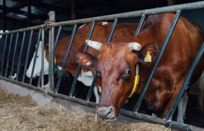 Sau Thụy Điển, Pháp đến Latvia phát hiện thịt bò "bẩn" nhập từ Ba Lan