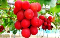 nhung buc anh an tuong nhat giai nhiep anh bao chi anh 2017