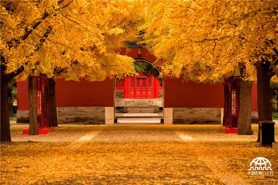 Nhớ mùa Thu vàng ở Bắc Kinh mua thu vang o bac kinh