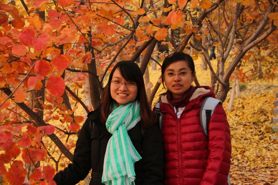 Nhớ mùa Thu vàng ở Bắc Kinh mua thu vang o bac kinh