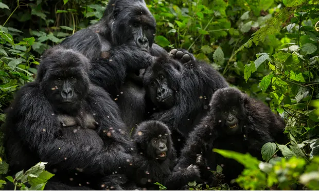 loai vuon co kha nang nhiem covid 19 tu con nguoi