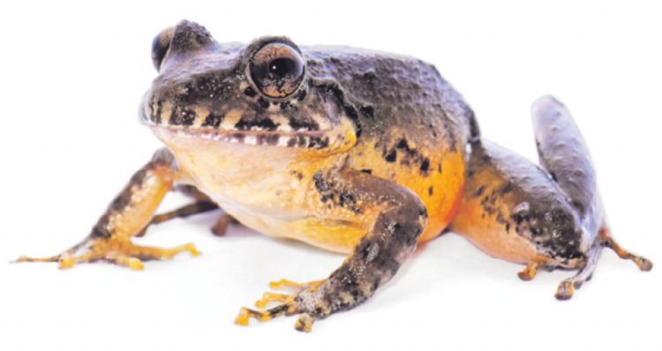 costa rica phat hien loai ech duoc cho la da tuyet chung