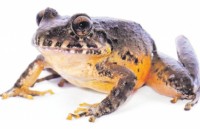 Costa Rica phát hiện loài ếch được cho là đã tuyệt chủng