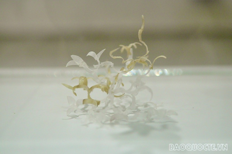 Triển lãm nghệ thuật đương đại 'Maya' kỷ niệm 50 năm thiết lập quan hệ ngoại giao Việt Nam-Pakistan