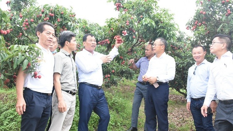 Thi tìm hiểu quy định của pháp luật liên quan quyền và nghĩa vụ của người Việt Nam ở nước ngoài