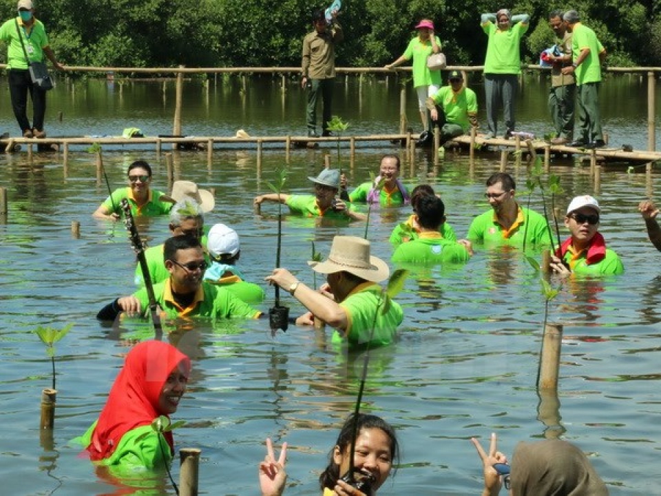 ngay trong rung ngap man asean tai indonesia