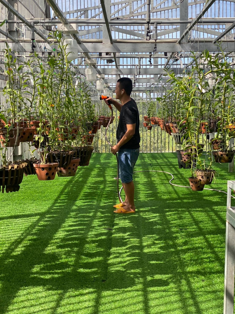 Nguyễn Phú với niềm đam mê hoa lan